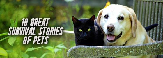 10 Great Survival Stories of Pets