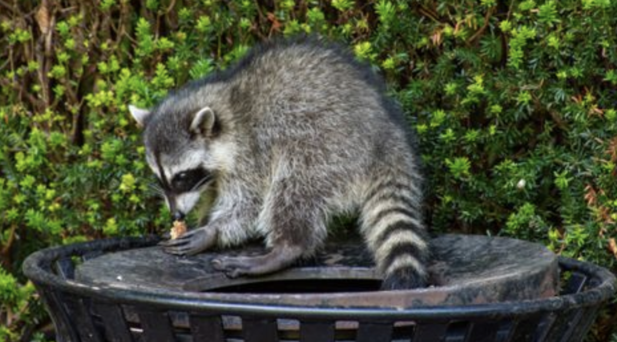 Raccoon eqting trash